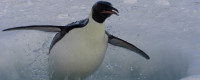 An emperor penguin resurfaces after a dive