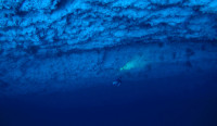 A scientific diver ascends a reef wall in Palau.