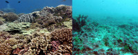 coral reef health