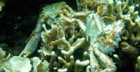 Low oxygen caused the death of corals and crabs in Bocas del Toro, Panama. Photo: Arcadio Castillo/Smithsonian