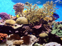 The health of coral reefs is starting to deteriorate as ocean acidity increases.