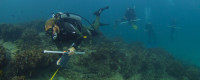 A diver conducts research underwater.