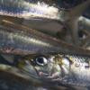 School of sardine photographed at Birch Aquarium at Scripps.