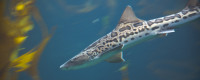 SPOTTED: Leopard Sharks at Birch Aquarium at Scripps