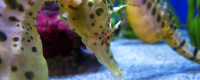 These potbellied seahorses will be featured at the new seahorses exhibit at Birch Aquarium at Scripps.