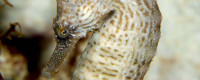 Lined seahorse (Hippocampus erectus). Photo credit: Phillip Colla