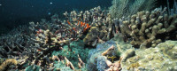Increased levels of CO2 will most likely impact the health and expansion of coral reefs.