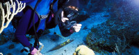 A diver examining coral reefs