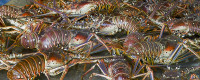 Lobsters collected on a counting table in Barbuda.