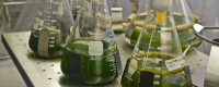 System Using Algae to Capture Carbon Dioxide from Natural Gas Equipment and Power Plants