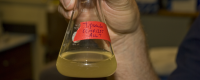 Scripps biologist Mark Hildebrand holds a flask of algae studied for its biofuel potential