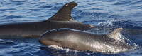 False killer whale and calf in Hawaii