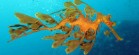 Orange-brown leafy creature on blue ocean background.