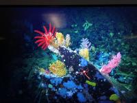 Red, yellow, and bluish coral and animals in the deep ocean.