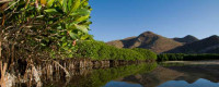 Scripps Study Sets High Economic Value on Threatened Mexican Mangroves