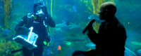 Cullen Hendrix asks diver girlfriend Sarah Glaser to marry him on Jan. 24 during a Birch Aquarium at Scripps dive show.