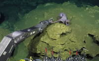 Octopus on ocean floor touches robotic arm