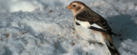 The Snow Bunting lives in the Arctic and uses Earthâ€™s magnetic field to migrate further south to northern temperate areas.