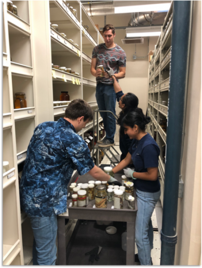 Student workers shelving UCLA specimens