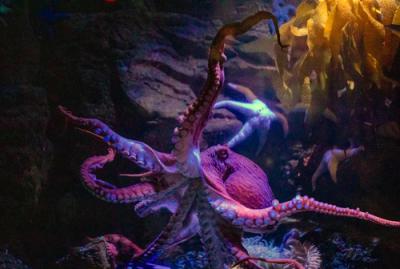 A purple octopus shown in its underwater home at an aquarium