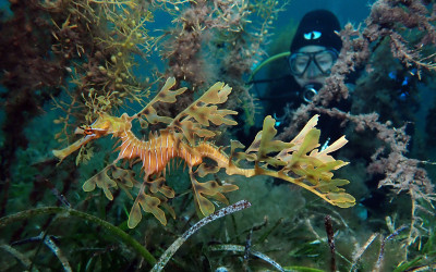 A leafy seadragon in the wild with a diver in the background.