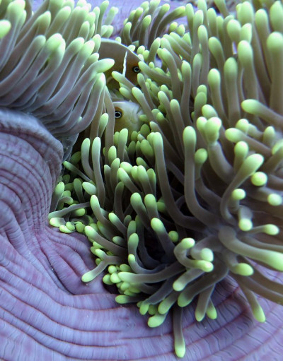 Clownfish and anemone.
