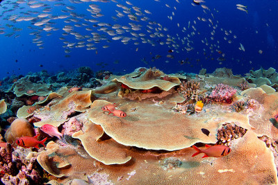 An underwater image featuring coral reefs and fish in Palau.