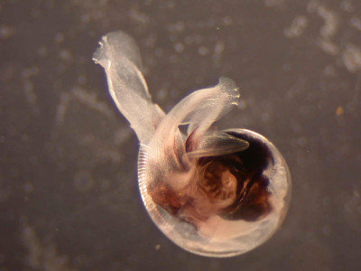 Pteropod mollusc with translucent shell