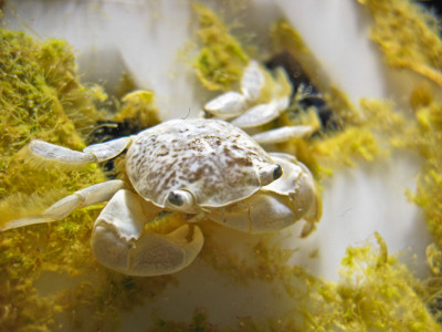 Pale crab with seaweed. 2009 photo by J. Leichter