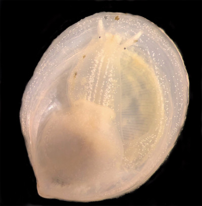 A photo of a Crepidula atrasolea slipper snail 