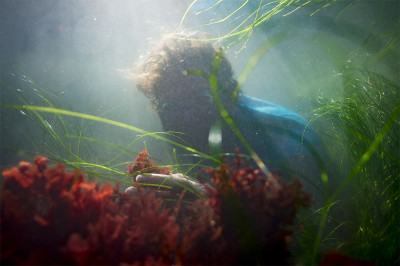 Brad Moore looks for seaweed underwater
