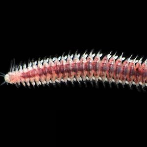 Name a New Species | Scripps Institution of Oceanography