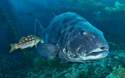A giant sea bass and a smaller fish swim underwater.