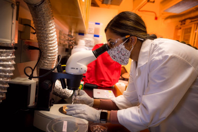 Alexandra Brown examining samples under a microscope