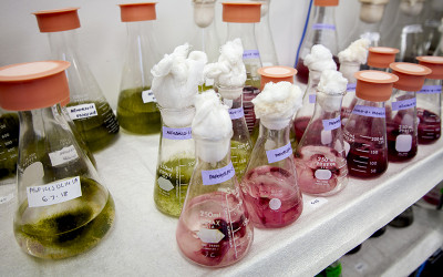 Cyanobacteria in William Gerwick's lab 