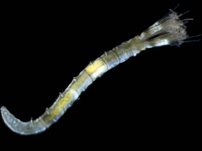 Name a New Species | Scripps Institution of Oceanography