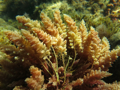 Asparagopsis taxiformis seaweed in the wild.