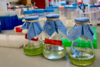 cyanobacteria in flasks