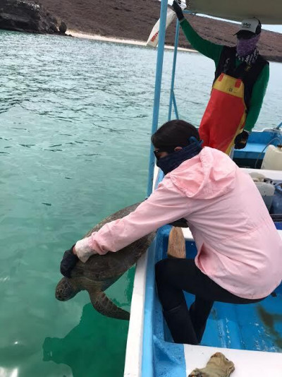 A woman on a small boat releases a sea turtle into the ocean.