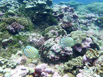 Palmyra coral reef