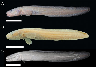 New Species of Deep-Sea Fish Discovered off Costa Rica | Scripps  Institution of Oceanography
