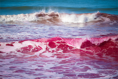 Pink waves crashing