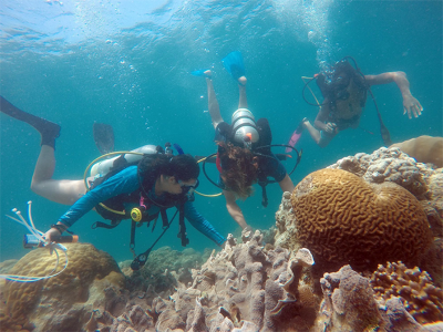 Three scuba divers underwater examine a coral reef