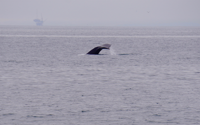 A humpback whale fluke