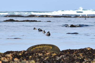 Waves roll over young elephant seals on shoreline.