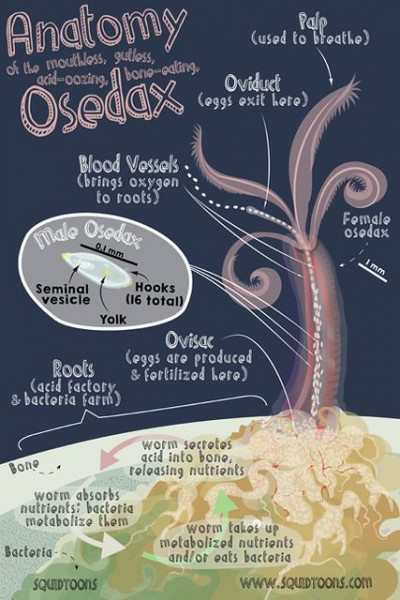 A poster illustrating the anatomy of the osedax
