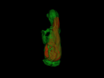 3D digital reconstruction of the proton pump enzyme (green) that surrounds the diatom chloroplast (red) and enhances photosynthesis. 
