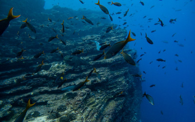 San Diego scientists identify new fish species 6,000 feet under