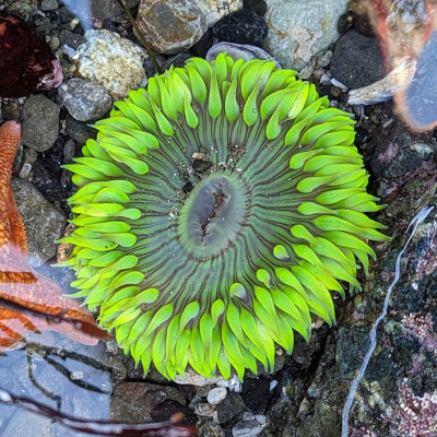 A neon-green sea anemone