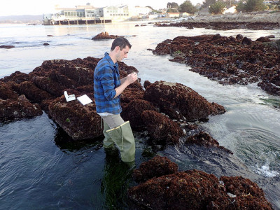 A man conducts research in the tide pools